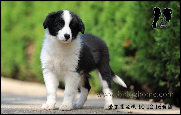 卡卡 【81天照片集锦】