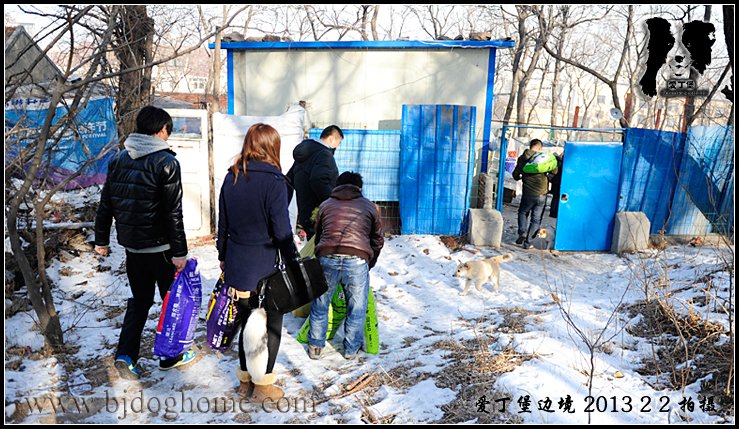 边境牧羊犬