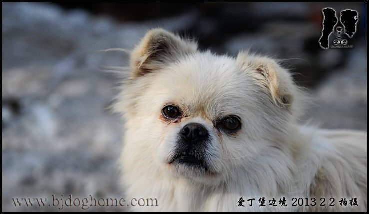 边境牧羊犬