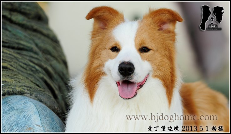 边境牧羊犬