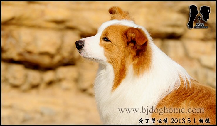 边境牧羊犬