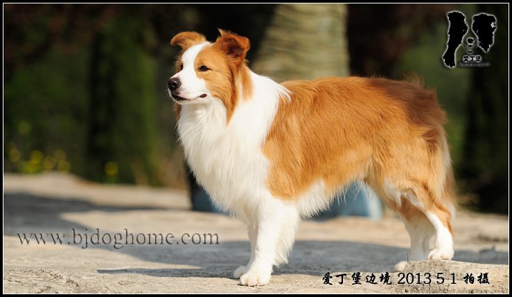 爱丁堡边境牧羊犬
