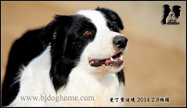 莱卡【2014年春】