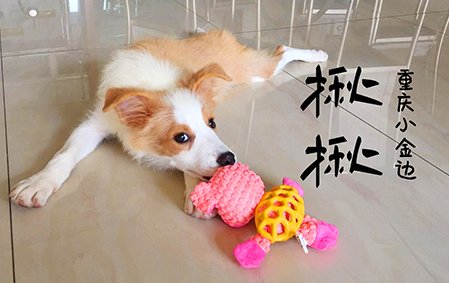 来自重庆的小金边——揪揪（重庆任先生）