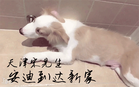 安迪到家啦（天津宋先生）2017/9/16