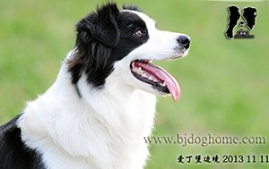 卡秋