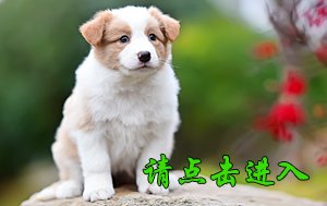 感谢无锡杭先生第二次选购 卡秋 母A1