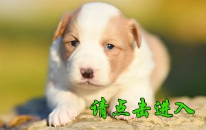 感谢无锡杭先生第二次选购 卡秋 母A1