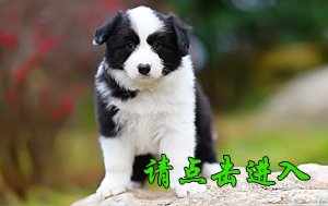 卡秋 母A3