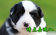 卡秋 母A3