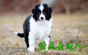 感谢南宁丁先生第二次选购 卡秋 公A3
