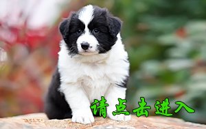 感谢南宁丁先生第二次选购 卡秋 公A3