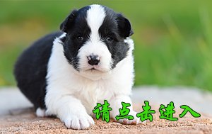 感谢南宁丁先生第二次选购 卡秋 公A3