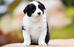 感谢深圳李先生已购买 旺旺