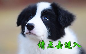 感谢深圳李先生已购买 旺旺