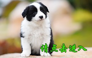 感谢深圳李先生已购买 旺旺
