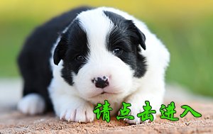 感谢深圳李先生已购买 旺旺
