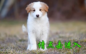 感谢内蒙古曹先生第二次购买 卡秋 公A1