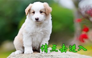 感谢内蒙古曹先生第二次购买 卡秋 公A1