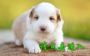 感谢内蒙古曹先生第二次购买 卡秋 公A1