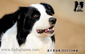 莱卡