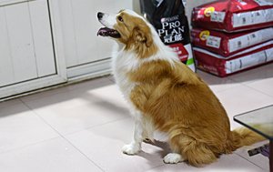 感谢青岛盖先生已选购 太阳