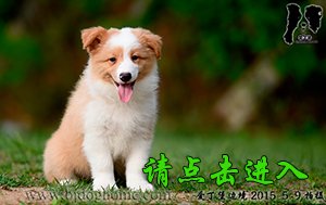 感谢青岛盖先生已选购 太阳
