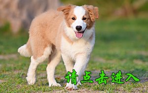 感谢青岛盖先生已选购 太阳