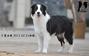 感谢加拿大陈先生已购买 舒格