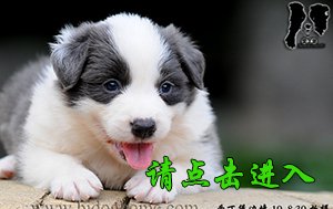 感谢加拿大陈先生已购买 舒格