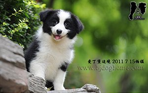 感谢青岛王先生已购买 2012年