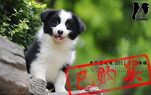 感谢青岛王先生已购买 2012年
