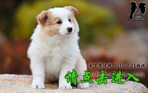 喵喵
