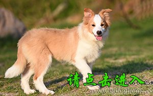 喵喵