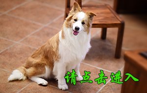 喵喵