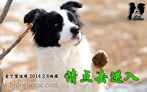 飞盘狗 皇后