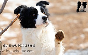 飞盘狗 皇后