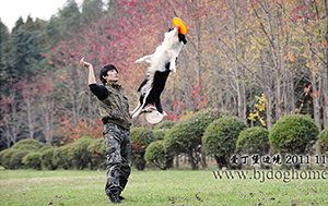 飞盘狗——卡卡