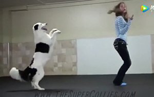 4个月时就拿下世界犬类技巧赛冠军的Hero
