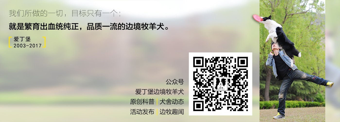 【圣诞快乐】圣诞老人的雪橇有几只鹿？