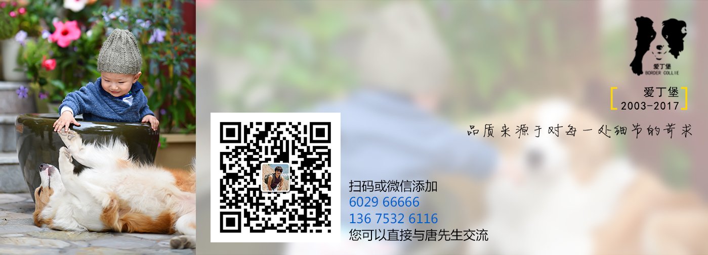 【圣诞快乐】圣诞老人的雪橇有几只鹿？