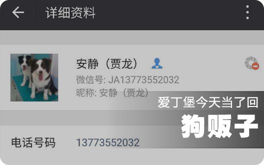  爱丁堡今天当了回狗贩子