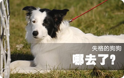 爱丁堡失格的狗狗哪去了？