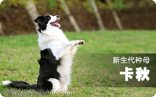 新生代种母---卡秋（2013年11月11日）