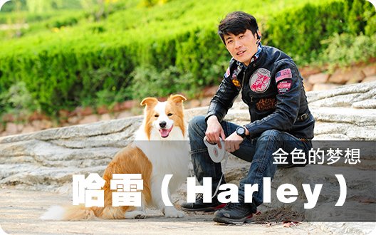 金色的梦想--哈雷（Harley） 2013年5月1日