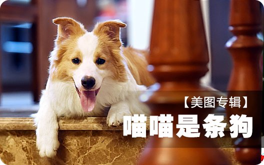 【美图专辑】喵喵是条狗