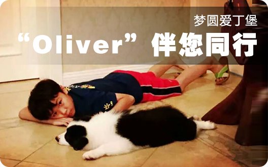 💛梦圆爱丁堡，Oliver伴您同行！🍎