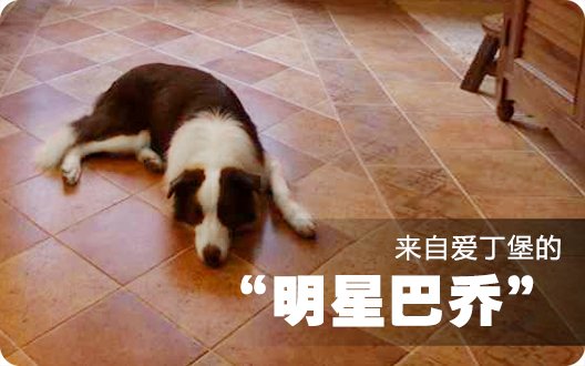 【成长见证】来自爱丁堡的“明星巴乔”！