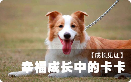 【成长见证】幸福成长中的卡卡（感谢深圳陈女士反馈）