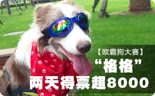 【欧霸狗大赛】格格”两天得票超8000